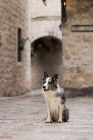 A Border Collie dog sits on ancient cobblestones, framed by a medieval archwayの写真素材