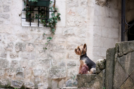 A Yorkshire Terrier dog peers over a stone wallの写真素材