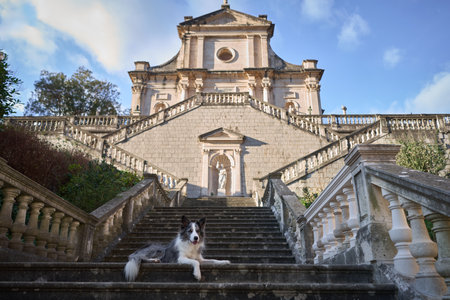 A Border Collie rests gracefully on the steps of a grand stone staircase leadingの写真素材