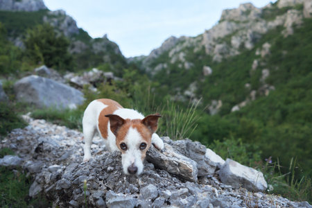 A Jack Russell Terrier stands on a rocky trail in a mountainous landscapeの写真素材