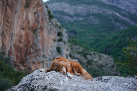A Nova Scotia Duck Tolling Retriever lounges on stone, overlooking a vast valleyの写真素材