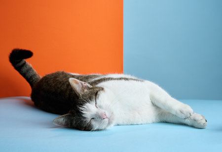 A content cat stretches out on a blue surface, with an orange backgroundの写真素材