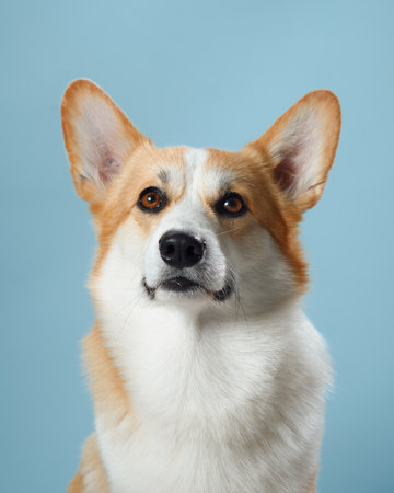 A vigilant Pembroke Welsh Corgi dog against a gentle blue backgroundの写真素材