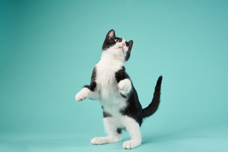 Black and white kitten, Cyan studio background. A playful cat