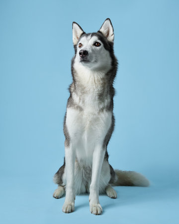 A poised Siberian Husky dog sits elegantly in a studio