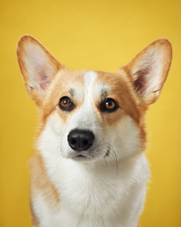 Pembroke Welsh Corgi dog sits gracefully on a warm yellow background.の写真素材