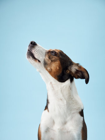 A poised mixed-breed dog poses against a soft blue backdropの写真素材