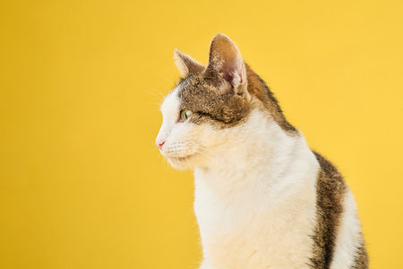 A poised tabby cat confidently gazes forward, set against vivid yellow backdropの写真素材