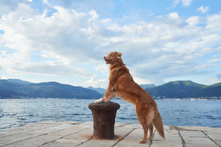 A Duck Tolling Retriever dog stands with its front paws on a post by the seaの写真素材