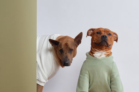 dogs, a Thai Ridgeback and a Staffordshire Bull Terrier in a cozy green sweaterの写真素材