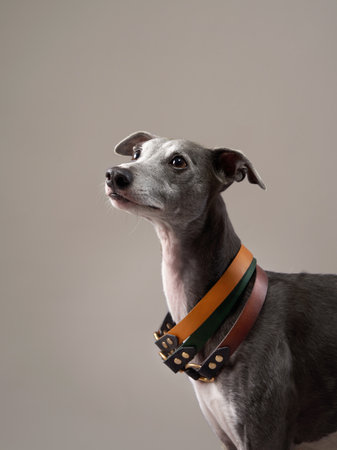 A poised Greyhound dog with a studded collar looks upwardの写真素材