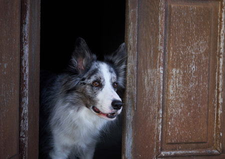 A Border Collie dog cautiously steps out from an aged wooden doorway