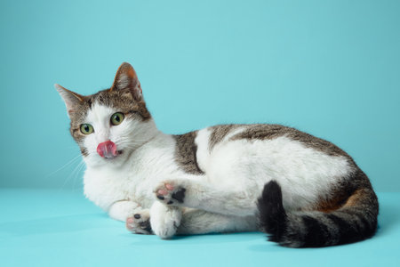 A playful white and brown cat stretches on a blue surface,