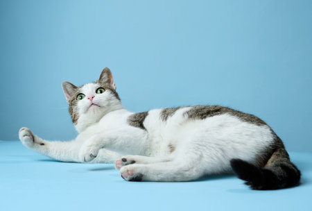 An alert white and tabby cat reclines on a blue backdropの写真素材