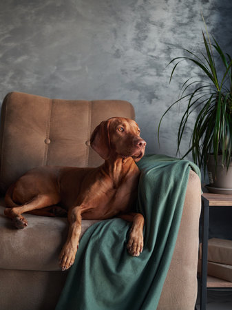 A Hungarian Vizsla lounges on a couch, partially draped by a green blanketの写真素材
