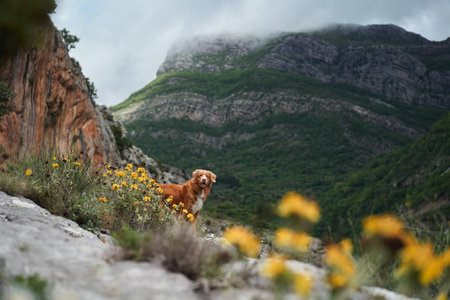 A Nova Scotia Duck Tolling Retriever dog stands on a rocky mountain