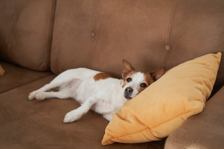 Dog bonding on a couch, a comforting sceneの写真素材