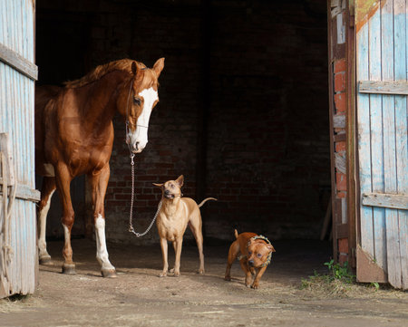 horse stands beside a Thai Ridgeback and a Staffordshire Bull Terrier dogsの写真素材