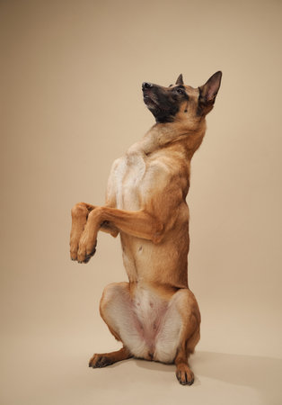 Belgian Malinois dog performing a trick, standing on hind legs in a studio