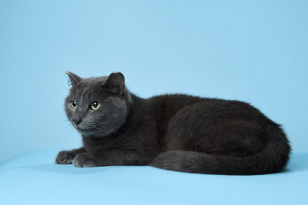 A grey cat with emerald eyes lounges against a blue background, exuding calmの写真素材