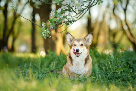 Corgi Enjoying Spring