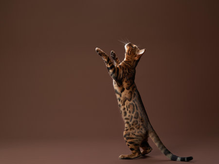 Energetic Bengal Catの写真素材