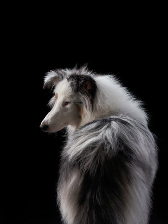 Reflective Collieの写真素材