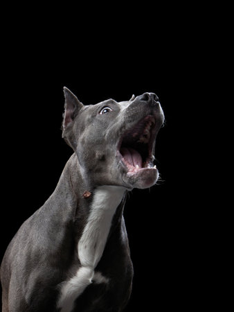 Pit Bull Joyful Howlの写真素材