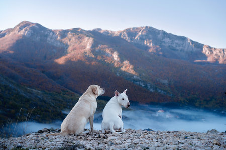 Dogs on Mountain Hikeの写真素材