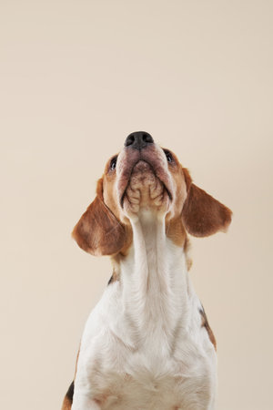 Inquisitive Beagle dogの写真素材