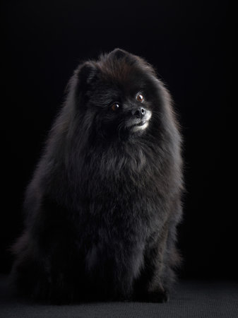 Fluffy Pomeranianの写真素材
