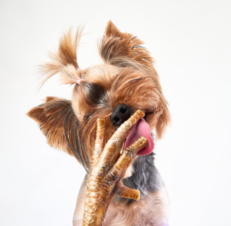 Terrier Enjoying a Chew Snack