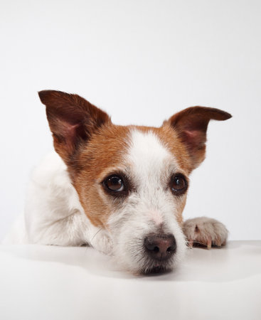 Jack Russell Terrier lying with calm expressionの写真素材