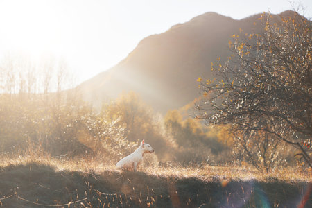 Bull Terrier in Golden Light