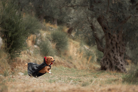 Mixed-Breed Dog in Nature, Dog wearing a cape running through a field with treesの写真素材