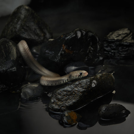 Snake in Steamy Surroundings