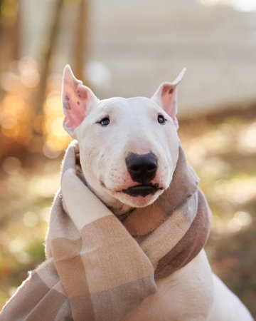 Bull Terrier in Cozy Scarfの写真素材