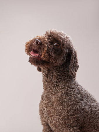 Joyful Curly-Coated Dog