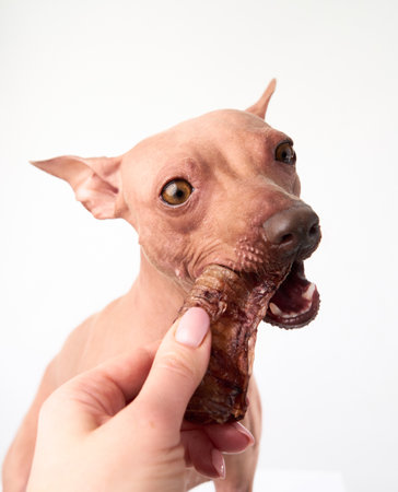 American Hairless Terrier biting a large bone