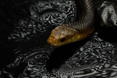 Snake in Dark Waterの写真素材