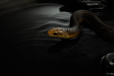 Snake Gliding in Waterの写真素材