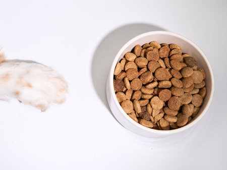 Dog paw and food bowl close-upの写真素材