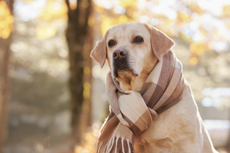 Labrador in Cozy Scarf in Forestの写真素材