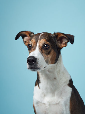 A poised mixed-breed dog poses against a soft blue backdropの写真素材