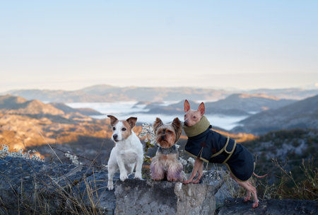 Dogs in the Mountainsの写真素材