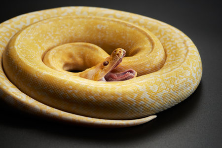 Albino Python Resting on Branch