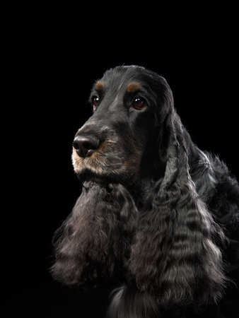 Cocker Spaniel portraitの写真素材