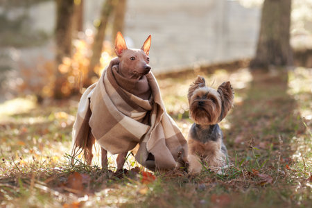 Small Dogs Sharing Blanket in Autumnの写真素材