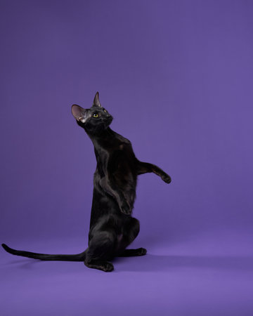 An ebony Oriental cat playfully raises its paws in a lilac studio setting.の写真素材
