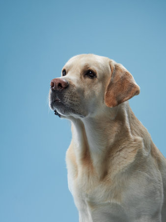 Labrador Retriever Contemplation